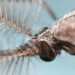 Le moustique est l’un des insectes les plus étudiés au monde. Voici pourquoi.